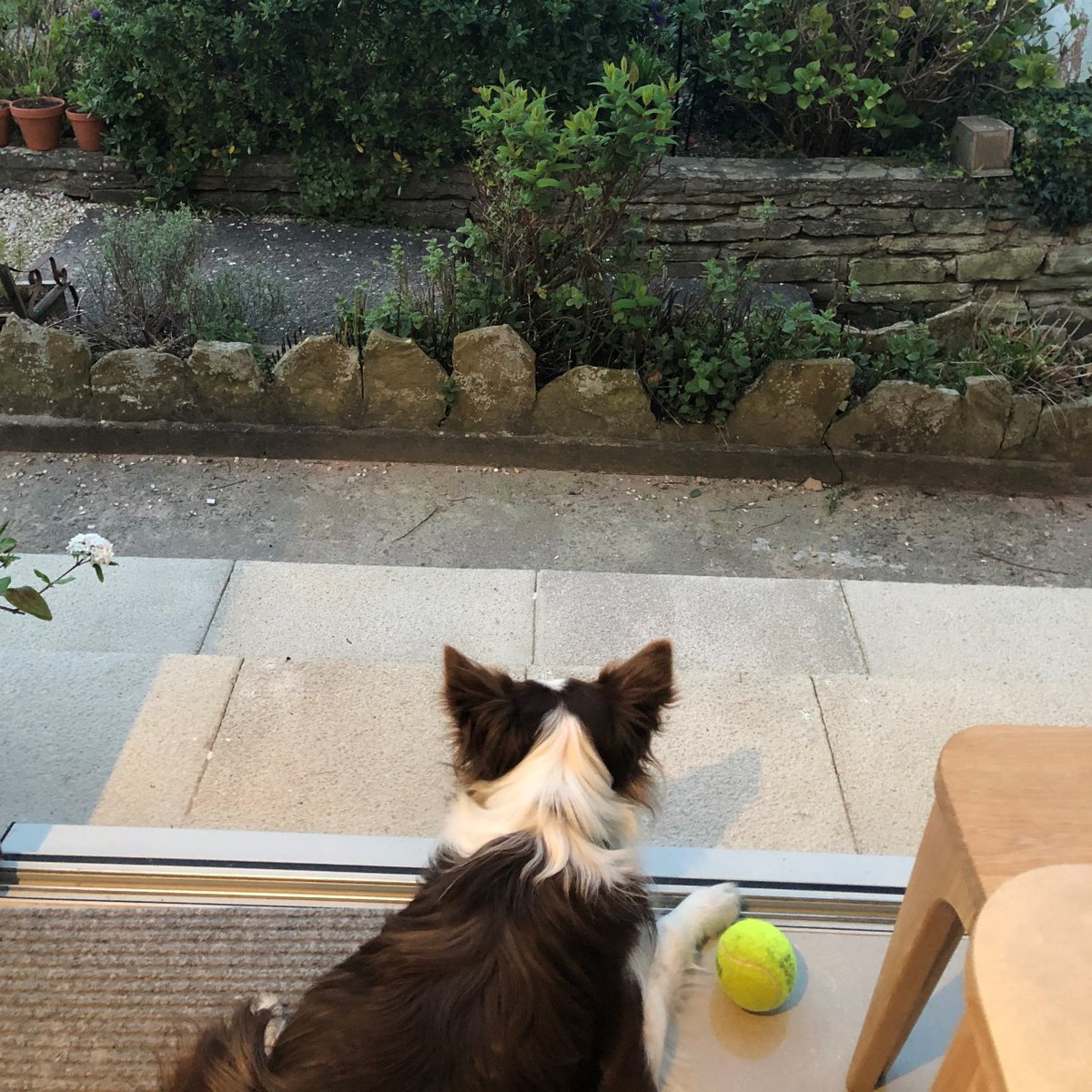 Silvergate_UK's tweet photo. Elin is desperate to go out to play but Elin is smart. Elin knows she needs to stay at home. Be like Elin!
#stayathome #stayhome #staysafe #covid19 #dogsofsilvergate #silvergatedogs #stillworking #orderstaken #masterbatch #valueplastics #supportingthefrontline #nhsworkers https://t.co/O2qUeN2Wgo