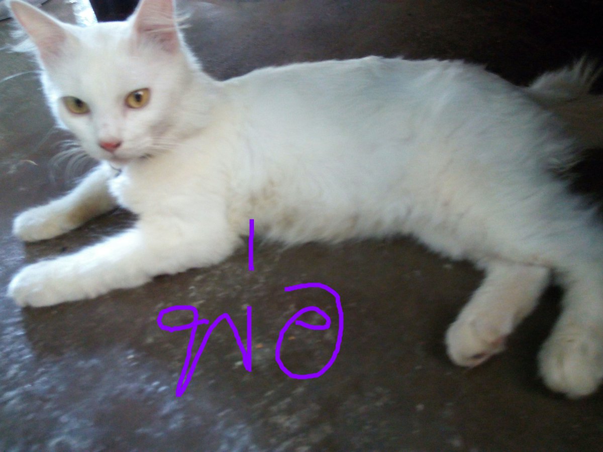 KittensWantHome's tweet photo. ภาพน้องอีกตัว แล้วก็พ่อกับแม่ค่ะ https://t.co/hvvaBxnWrc