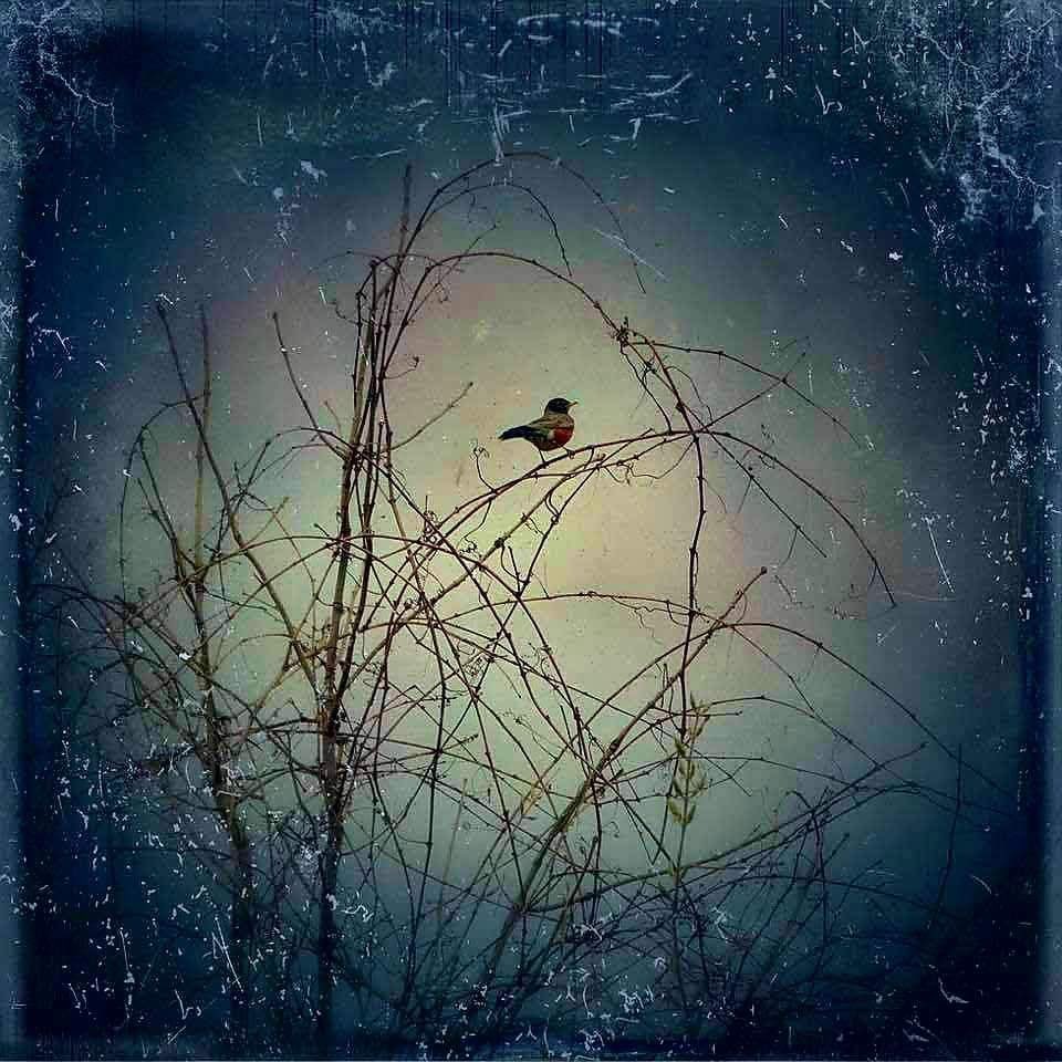 umut091315's tweet photo. By #LindaSbath - #ReadyToFly

#Nature #Sky #Water #Branch #Atmosphere #Tree #Bird #Window #Darkness #Painting #Illustration #Perching_bird #Space #Still_life_photography #Glass #twiglight https://t.co/brPPHVp0Md