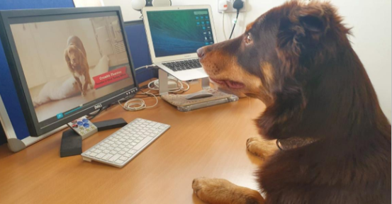 ISQCrowdfunding's tweet image. As it's #nationalpetmonth we thought we'd share our fave snap of our furry CEO Ralph helping #DifferentDog edit their #crowdfunding video. If you haven't invested in their campaign yet, check it out now and join over 300 investors before it's too late! buff.ly/3aBK002