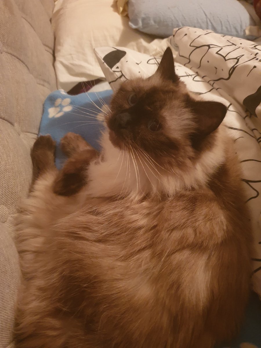 Buddy & Gizmo 🦁🦁 on Twitter "Aaw feel better! 🧡🧡🦁🦁…