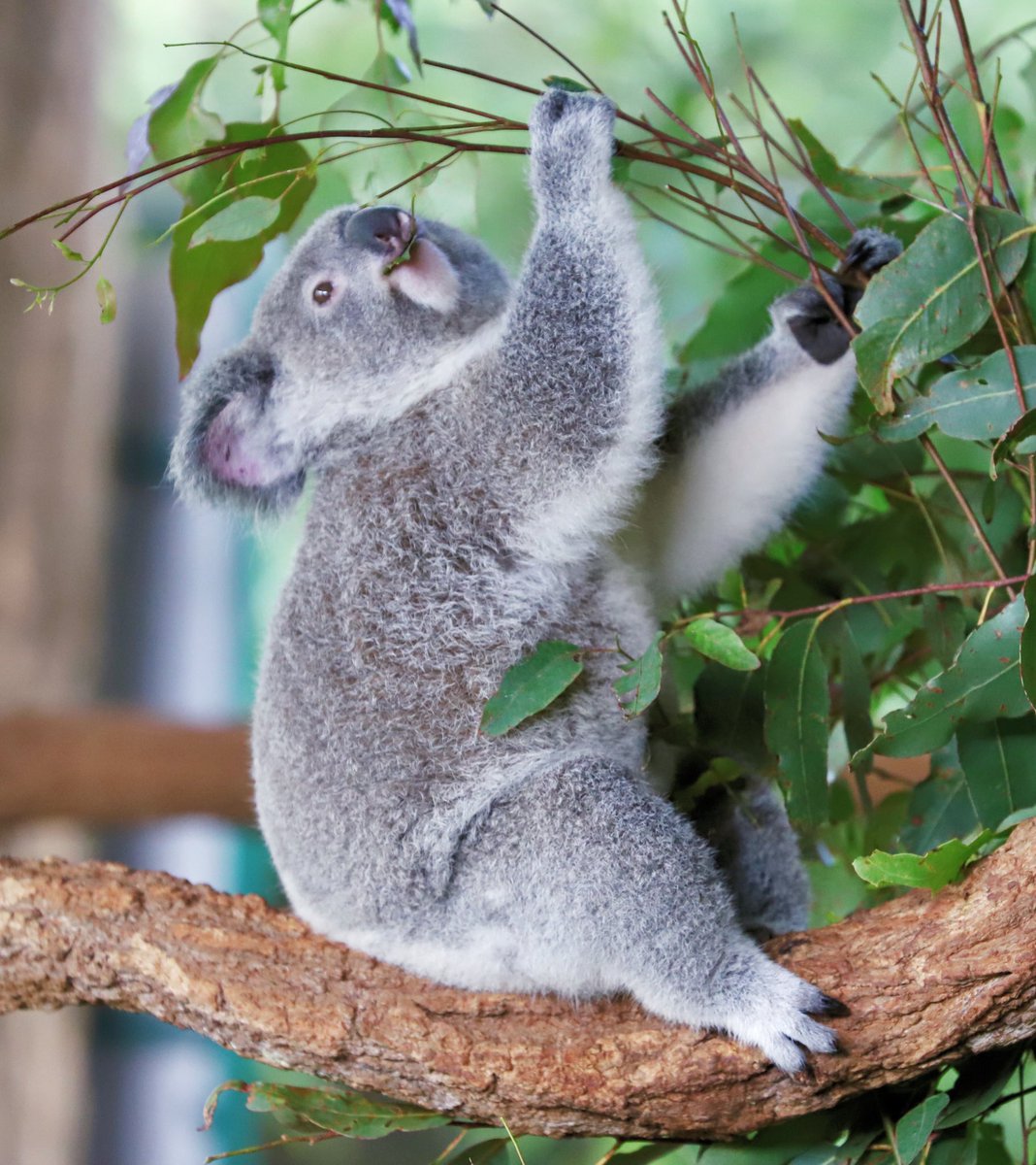 A message from our beautiful koalas: 

Happy snacking and remember to eat your greens! 🐨🌿