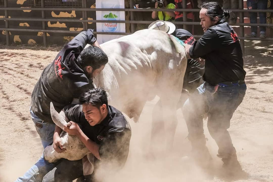 bienmalonzo's tweet photo. At this time of the year we celebrate the National Rodeo Finals in Masbate. Share ko lang yung Student vs Professional Carambola namin. Dati sub lang ako, ngayon ako na tumatangke. Hahaha. 💪🏾🤠 #Rodeo #RodeoMasbateño #CowboysNation #UPRanchersClub #UPLBRascals
2013vs2019 https://t.co/v7E27dnHSs