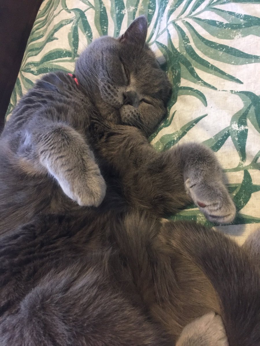 So relaxed, so beautiful 😻
🐾❤️🐾
#catlife #CatsOfTwitter