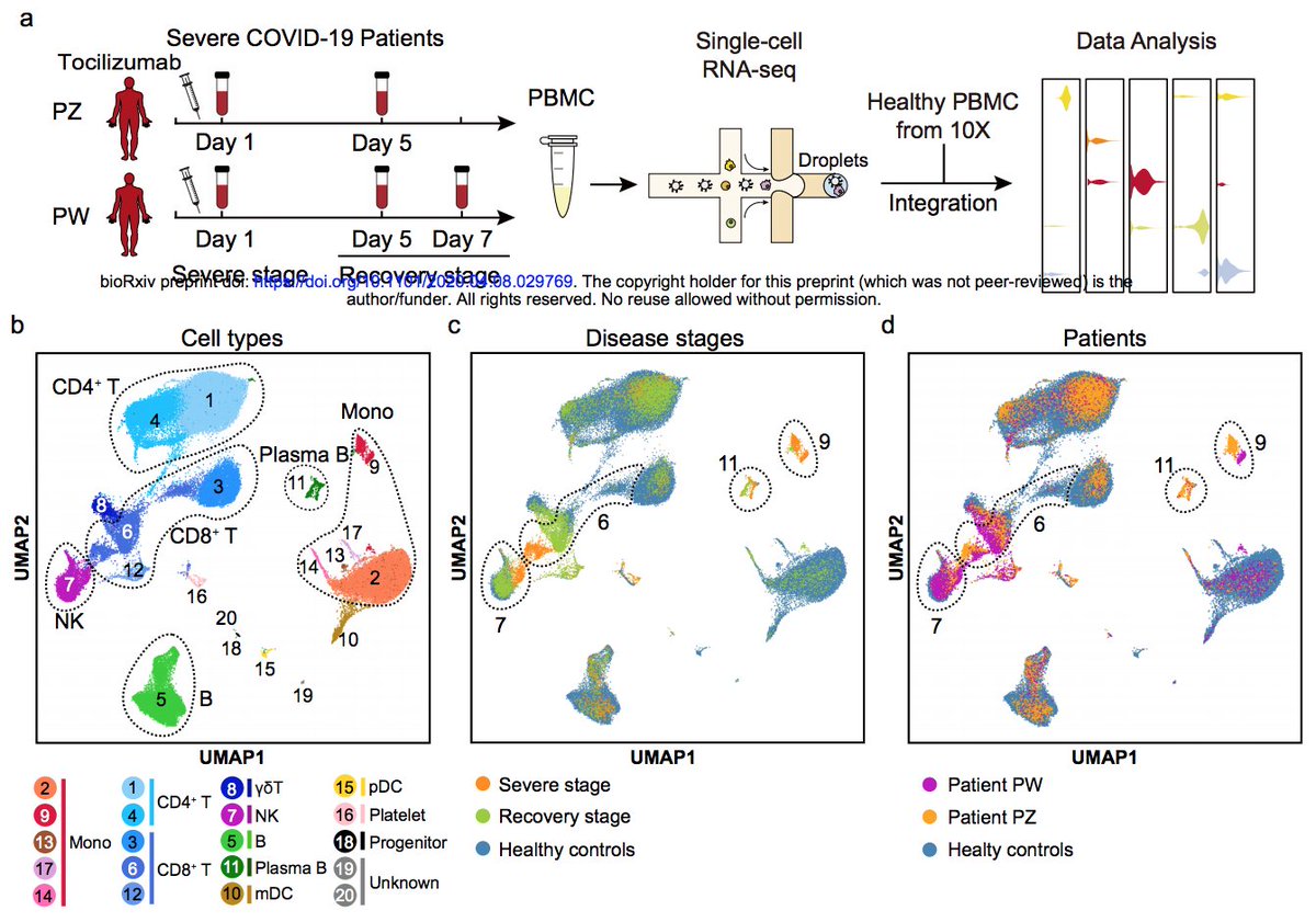 Guo et al ( https://biorxiv.org/content/10.1101/2020.04.08.029769v1) used scRNAseq on immune cells in 2 pts during treatment with anti-IL6 and recovery. Monocytes directs CD4 T cells through IL6. CD8s in severe patients had an effector genotype. High effector cytokine levels in on-going and recovery stage. 10/17