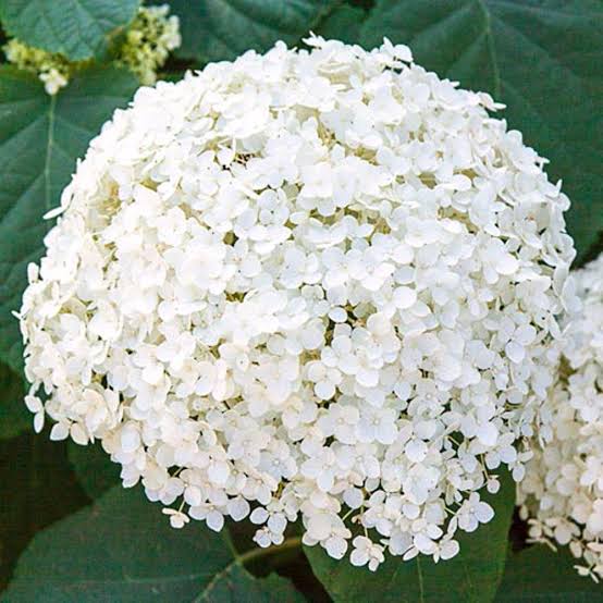 FlowerPatch16's tweet photo. #whitehydrangea #StayHome #flowers #hydrangeas
These beautiful white boquet can be made for weddings, birthdays, anniversaries among other happy celebrations this is because they signify bragging/boasting..
It comes with the good vibes.
#flowerblogger #blog https://t.co/CNp5XKI2Ii