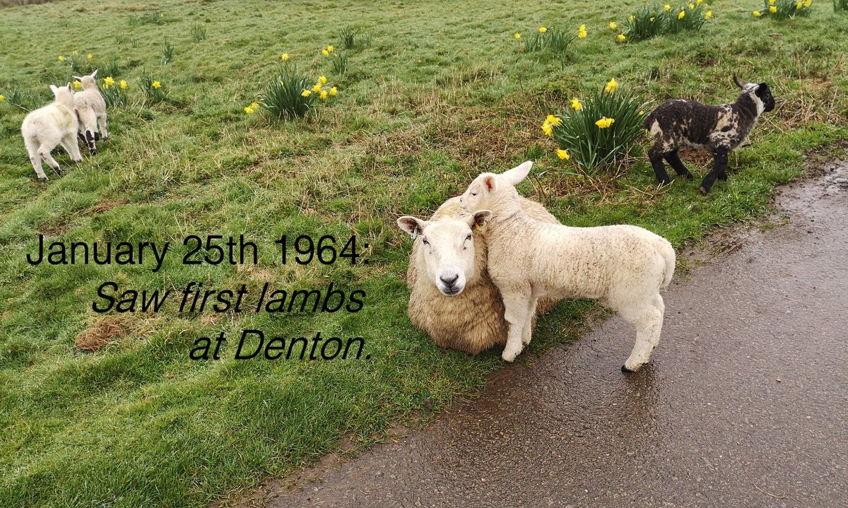 MrsSmithCottage's tweet image. Our next #signofspring are lambs, Mrs Smith noted when she saw the first lambs in her diary. @heartoflincs. Great to link into @NavigationHouse #springfacts and #doratrail.