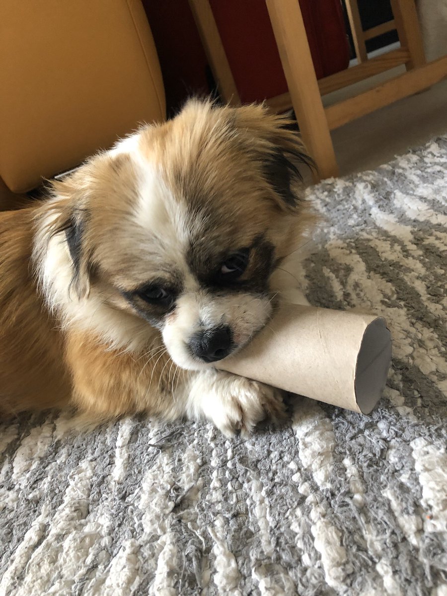 DatDollRek's tweet photo. Everyone, meet Harley 🐶❤️ https://t.co/CVRyqN5nLx