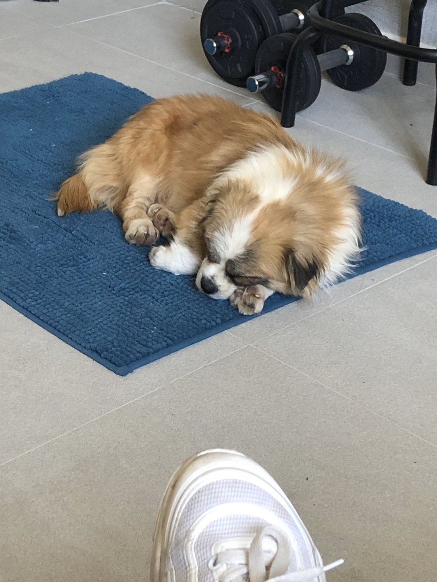 DatDollRek's tweet photo. Everyone, meet Harley 🐶❤️ https://t.co/CVRyqN5nLx