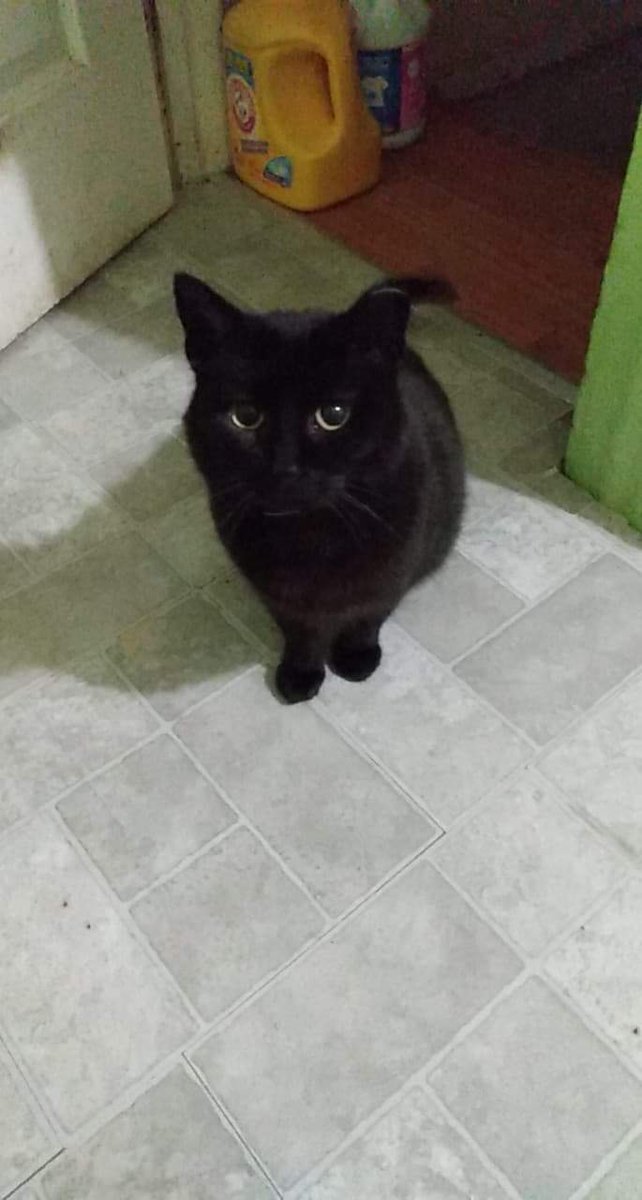 FeralHouseSlut's tweet photo. Remember #basementkitty? Here she is in the kitchen for treat time and little bit of pets. Still too scared to hang out upstairs but we'll get there. #DaisyCheeks #CatsOfTwitter https://t.co/ACGbCQnUo5