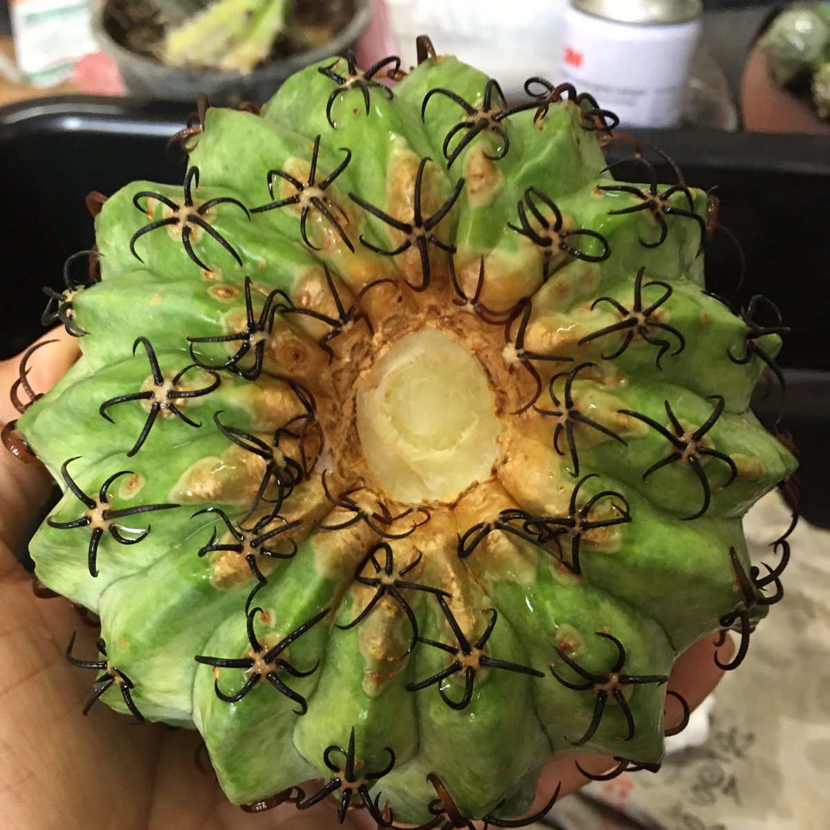 primetimezone1's tweet photo. #サボテン #degrafting #hamalocephala https://t.co/EWzQPU77A8