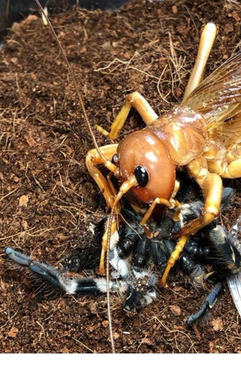剣 生物紹介して3人指名していくリレー リオック インドネシア 原産の最大10 になる巨大コロギス 極めて獰猛であり 虫王という昆虫の戦い動画 ニコニコに有 では大型肉食昆虫5種を食い散らかし屠り去る圧倒的な強さから インドネシアの悪霊と呼ばれた 剣 生物紹介して3人指名していくリレー リオック インドネシア 原産の最大10 になる巨大コロギス 極めて獰猛であり 虫王という昆虫の戦い動画 ニコニコに有 では大型肉食昆虫5種を食い散らかし屠り去る圧倒的な強さから インドネシアの悪霊と呼ばれた
