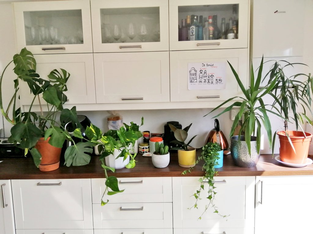 A combination of plants rescued from school on the last day and a <a href="/patch_plants/">Patch</a> delivery. Bringing the outdoors in. #StayHome
