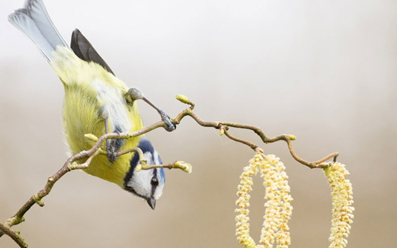One of the Trust initiatives that has caught members interest  is Bird Track. Here is an example of a photo from a member - see more on the national website  - u3a.org.uk - and get involved!