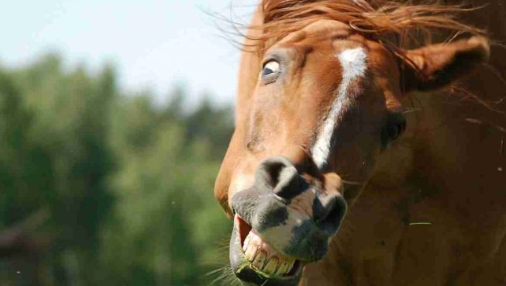 ¡Anécdotas de los caballos! 
Pueden hacer una mueca similar a una sonrisa, esta técnica la realizan para mejorar su olfato. Se denomina "flehmen".
Si quieres saber más en el siguiente link:
👉bit.ly/34C40O9
