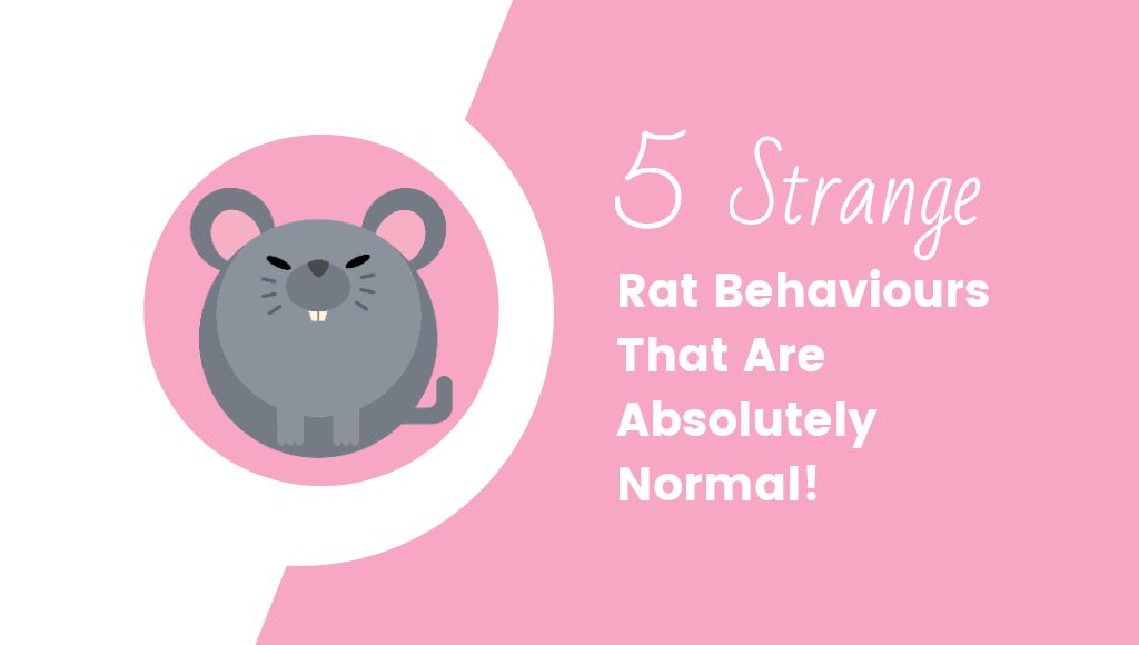 5 Strange Rat Behaviours That Are Absolutely Normal! 🙃🐁🐀
#Rats #RatsOnTwitter #Rattybox rattybox.com/5-strange-rat-…