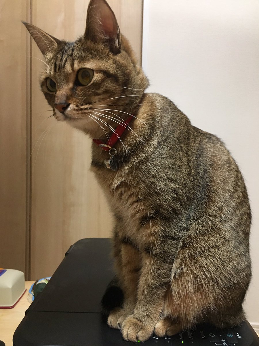 (⃔ *`꒳´ * )⃕↝  これはSSR祝福鍵で回してあなたを助けてあげたいんですって言われた別