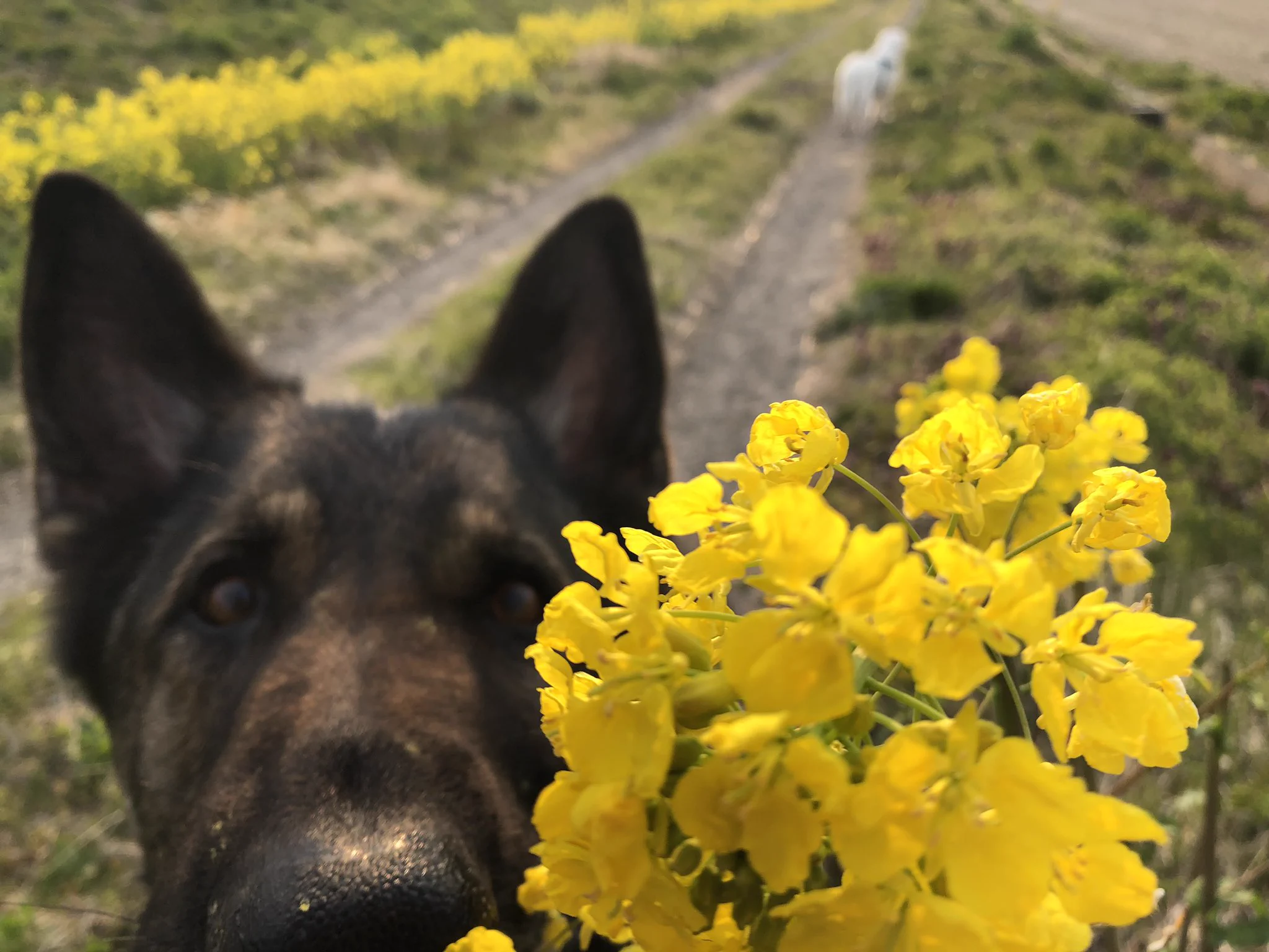 美しい春の風景、シャレオツ写真撮影のはずが…？？これはオシャレじゃない！食べてるよww