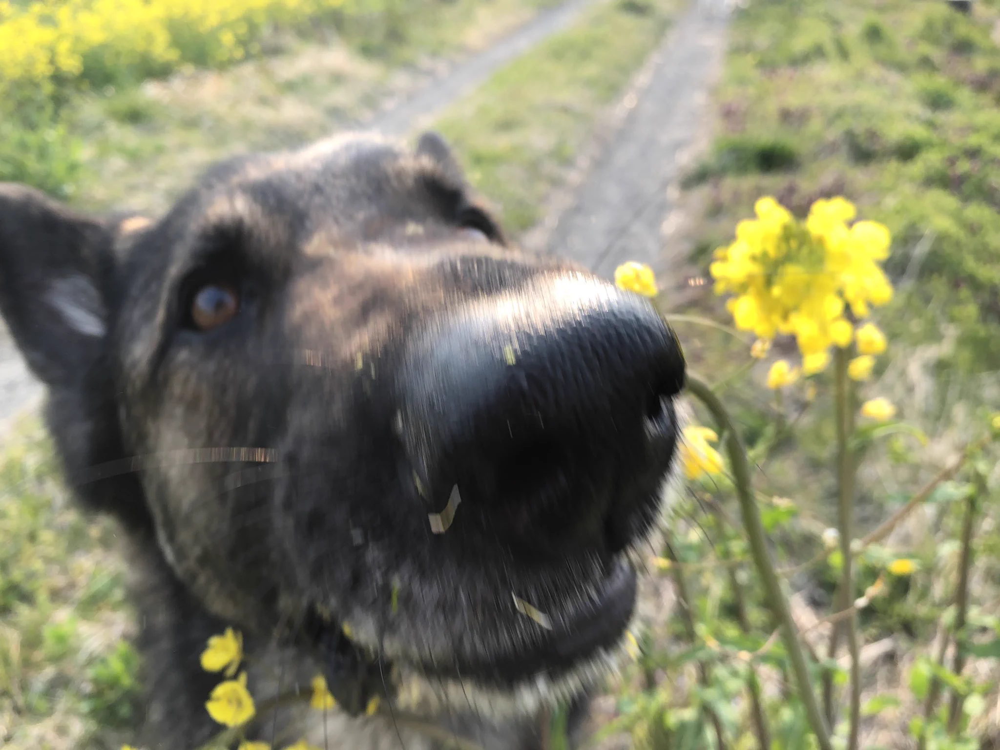美しい春の風景、シャレオツ写真撮影のはずが…？？これはオシャレじゃない！食べてるよww