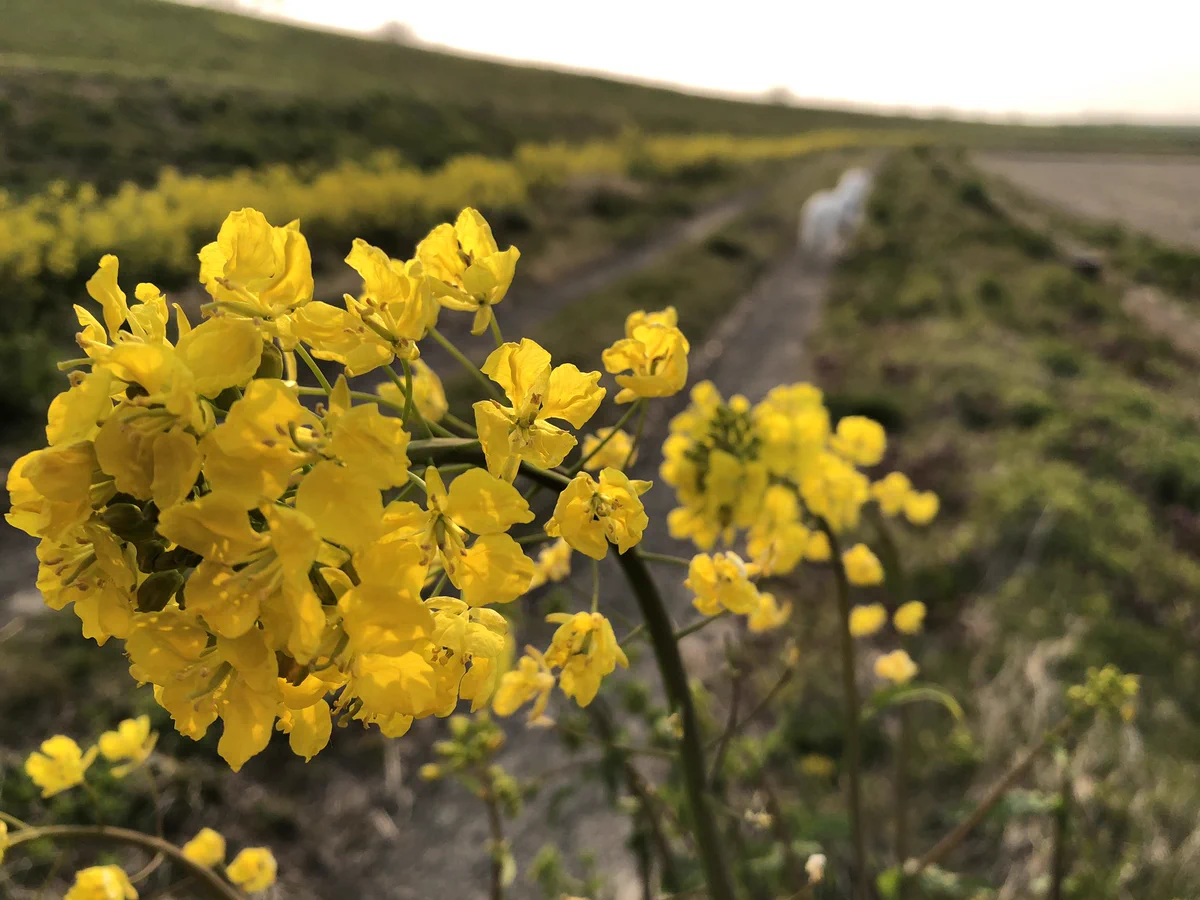 美しい春の風景、シャレオツ写真撮影のはずが…？？これはオシャレじゃない！食べてるよww