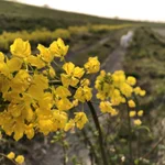 美しい春の風景、シャレオツ写真撮影のはずが…？？これはオシャレじゃない!食べてるよw