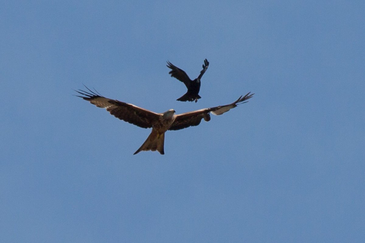 viv_blakey's tweet photo. Red Kite and crow arguing over sky space @sdnpa #cuckmere #highandover #sussexwildlife #redkite #crow #britishbirds #sussex #alfriston #seaford https://t.co/dmcKiITKnr