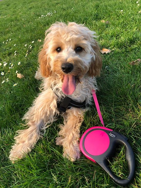 FortRoyalFriend's tweet photo. #dogsduringlockdown #dogsinparks
@CommunityWorcs @myworcester @FieldsInTrust https://t.co/KLBnCdldfN