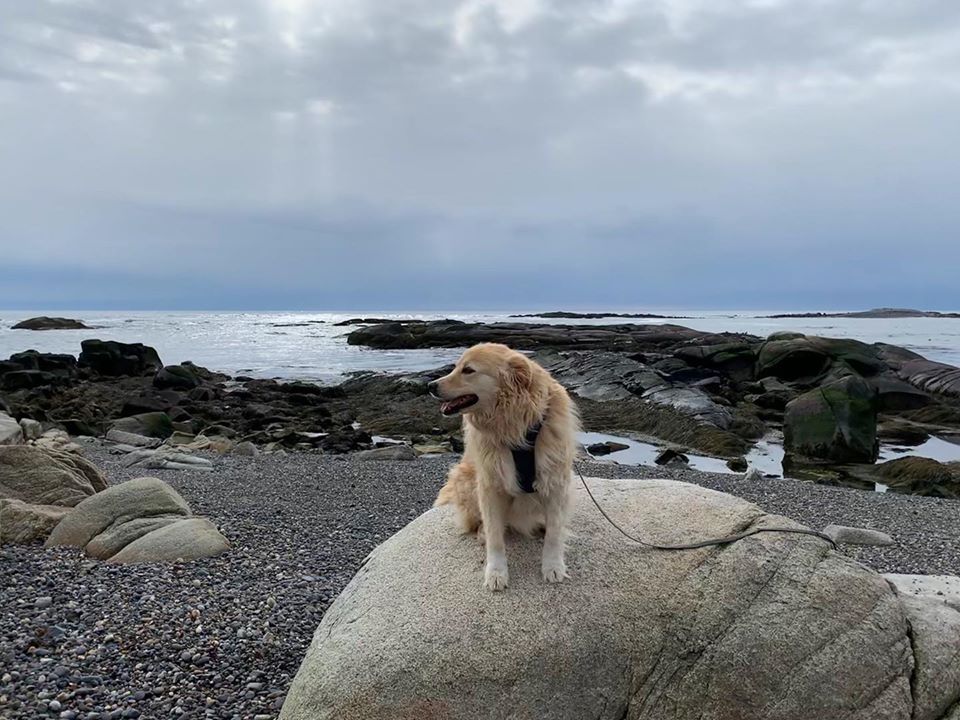 miloinmaine's tweet photo. Another strange, silvery morning in #Maine https://t.co/9aPPo4q678