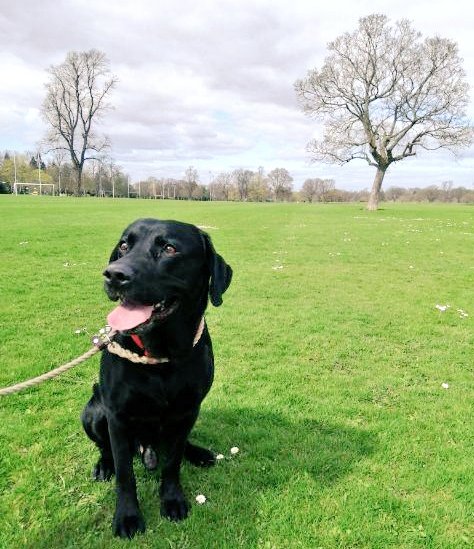 Elliot_and_Co's tweet photo. 🐾🌷Ossian the @Elliot_and_Co Labrador enjoying his daily exercise on the #NorthInch yesterday!🌷🐾#BeautifulPerth #Perth #Labrador https://t.co/mlUwbf5Sth