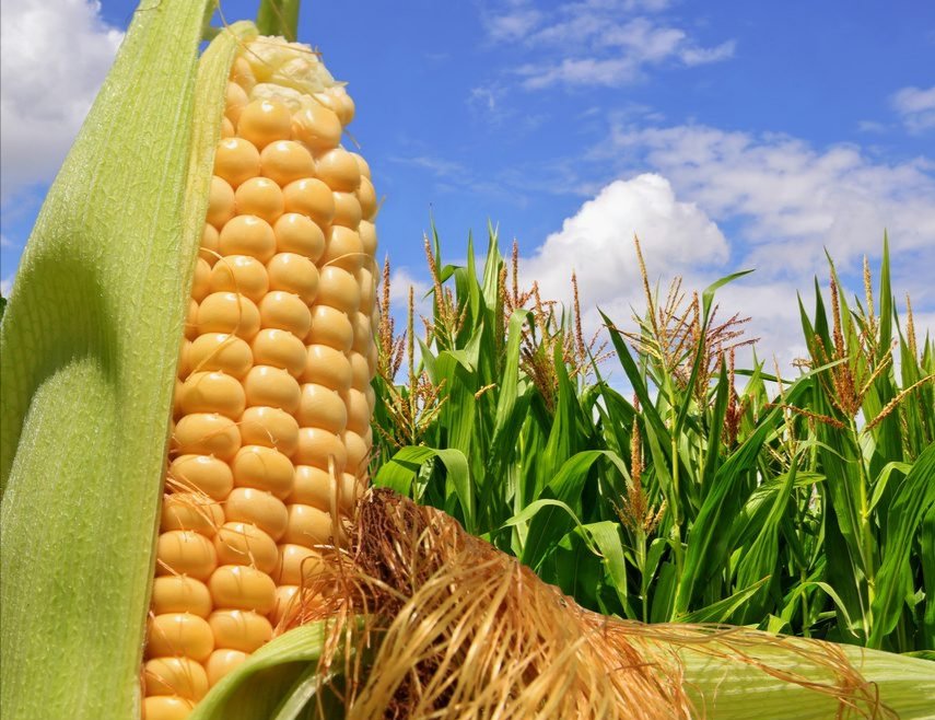 時星リウス 妄想自由人 トウモロコシ なんかね 宇宙から来た植物で 人類はもしかしたら支配されちゃうかもしれないって 聞いたんだけど ﾟ ﾟ