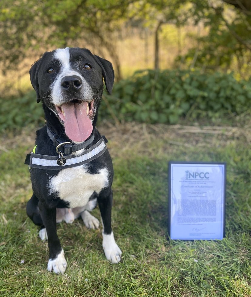 ASPoliceDogs's tweet image. Another award for @ASPolice PD Bandit. Congratulations to Bandit &amp;amp; PC Lee Fairman for being awarded the @PoliceChiefs certificate of achievement for dog team operational/humanitarian action of the year for a fantastic job in July 2019. Not bad for an @RSPCA_official rescue dog.