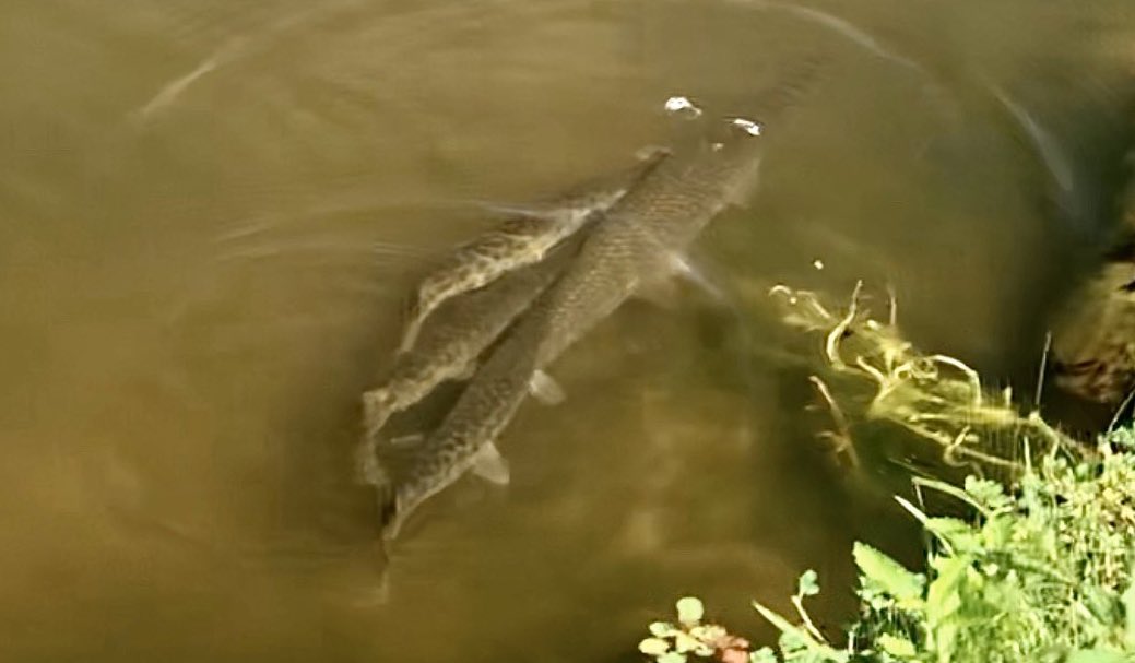 NPGar? These Spotted Gars got a shout-out in a more positive piece  @NPR’s  @npratc!  https://www.npr.org/2020/04/14/834460160/creatures-large-and-small-are-stuck-in-labs-after-coronavirus-pauses-research #GarSpotting  #GarLab