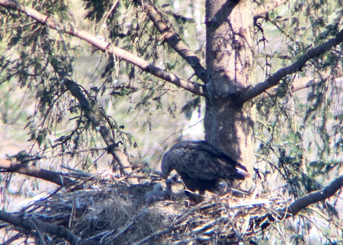 Mmmm, maybe cuckoo will lay its egg in the sea eagle's nest and the cuckoo chick will be raised by them?🤔Well we do live in strange times!🤣#neversaynever Think I've been in lockdown for too long🤪