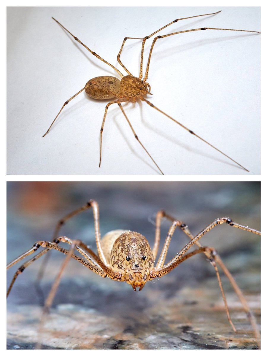 asimchoudhri (@asimchoudhri) on Twitter photo <a href="/RecluseOrNot/">Recluse or not?</a> This was found in our kitchen. Memphis, TN. The body doesn’t look like it but the eye structure makes me want to confirm it is something like a spitting spider and not a recluse. Thank you! #recluseornot #spiderid #macrophotography <a href="/RecluseOrNot/">Recluse or not?</a> This was found in our kitchen. Memphis, TN. The body doesn’t look like it but the eye structure makes me want to confirm it is something like a spitting spider and not a recluse. Thank you! #recluseornot #spiderid #macrophotography