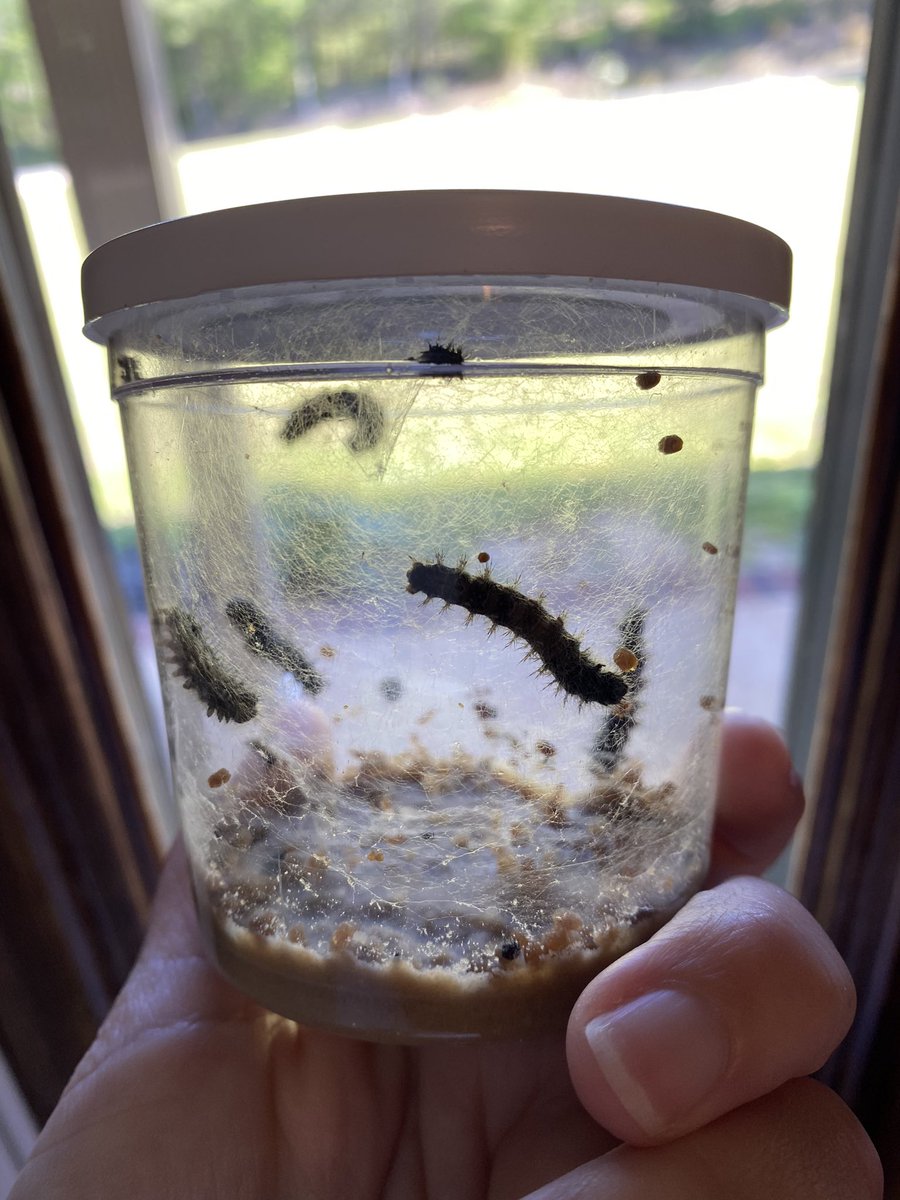 WoodsMRFirsties's tweet photo. Our little caterpillars 🐛 are growing! @TweetDCS_LPS #LPSRocks https://t.co/rRDclxdTkI