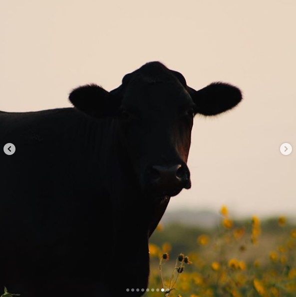 animalag's tweet photo. Vote for your favorite photo to help 5 farmers win free registrations to our 2020 Virtual Summit! #PrimedAndPrepared https://t.co/zOiRdjX0tC https://t.co/dF9IYWKf1E
