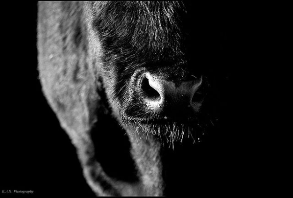 animalag's tweet photo. Vote for your favorite photo to help 5 farmers win free registrations to our 2020 Virtual Summit! #PrimedAndPrepared https://t.co/zOiRdjX0tC https://t.co/dF9IYWKf1E