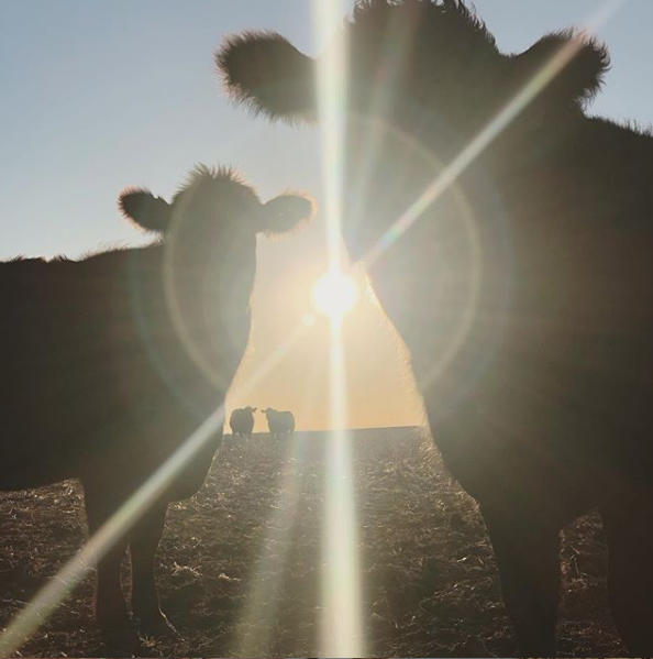 animalag's tweet photo. Vote for your favorite photo to help 5 farmers win free registrations to our 2020 Virtual Summit! #PrimedAndPrepared https://t.co/zOiRdjX0tC https://t.co/dF9IYWKf1E