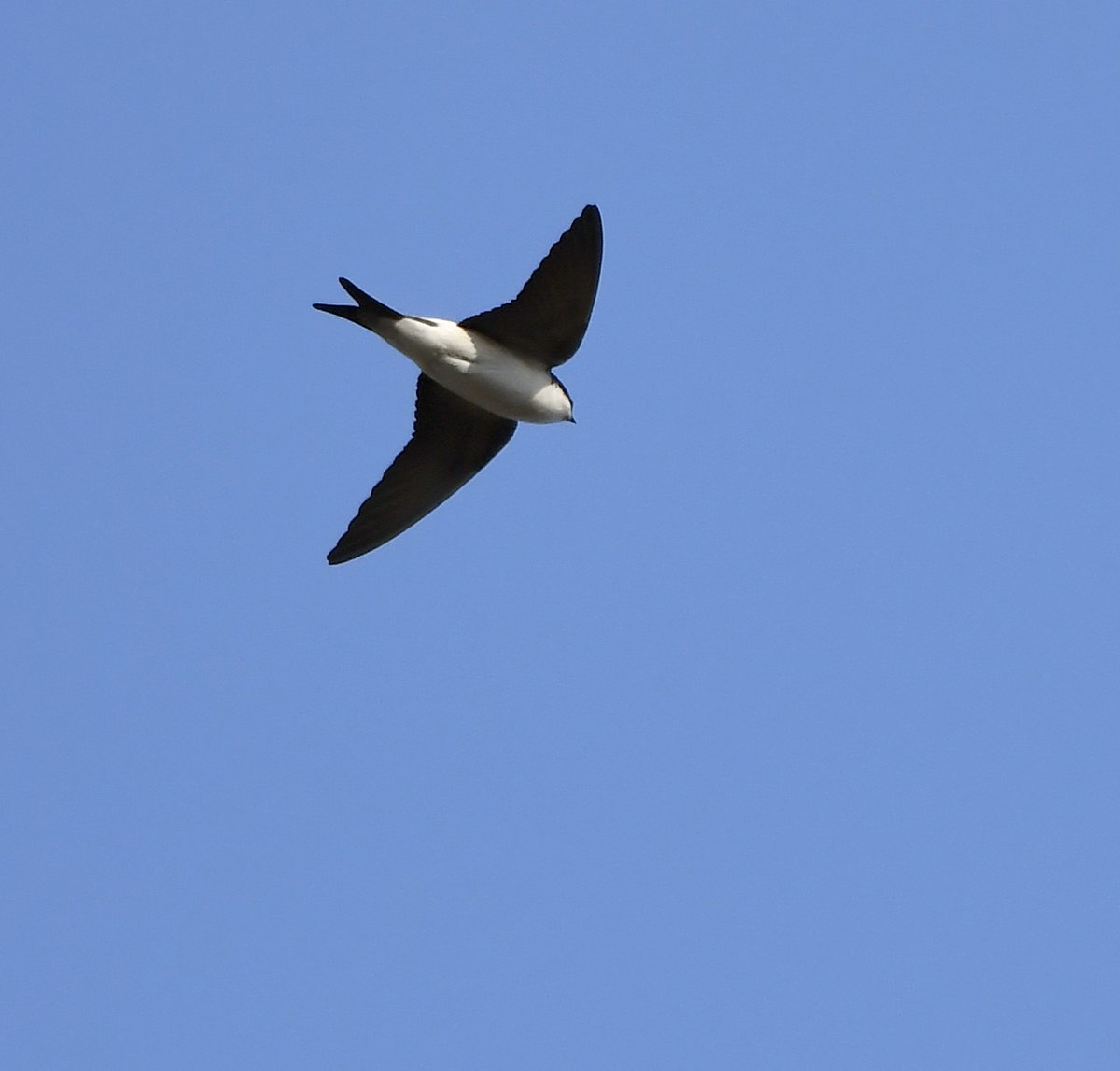 21. House Martin Fantastic that these birds are starting to arrive again! Taken from my garden 5 days ago. #LockdownGardenBirdsSeen 