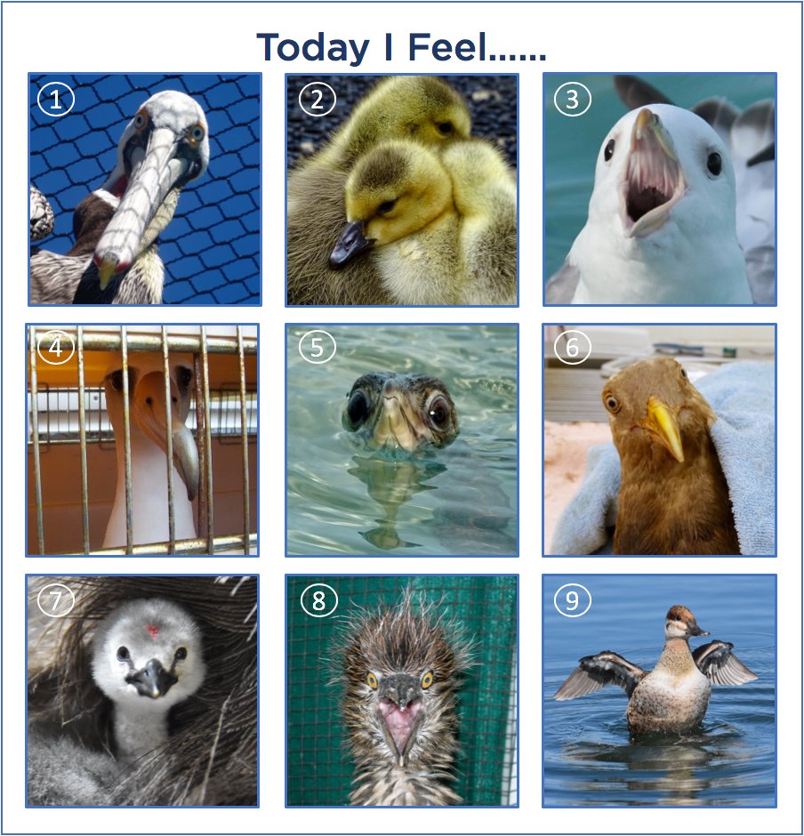 International Bird Rescue on X: #ICYMI: On a scale of pelican to fulmar,  tell us how are you feeling today? #LookUp #COVID19   / X