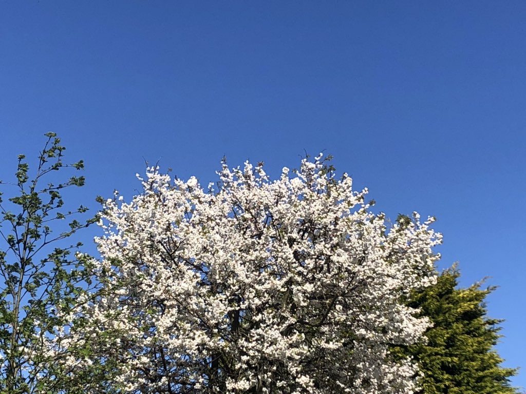 JbmJanet's tweet photo. It’s all blue sky and blossom today with the ornamental cherry blossoms now in full bloom. #StayHomeSaveLives #MentalhealthduringCovid19 https://t.co/UneYUmBTpQ