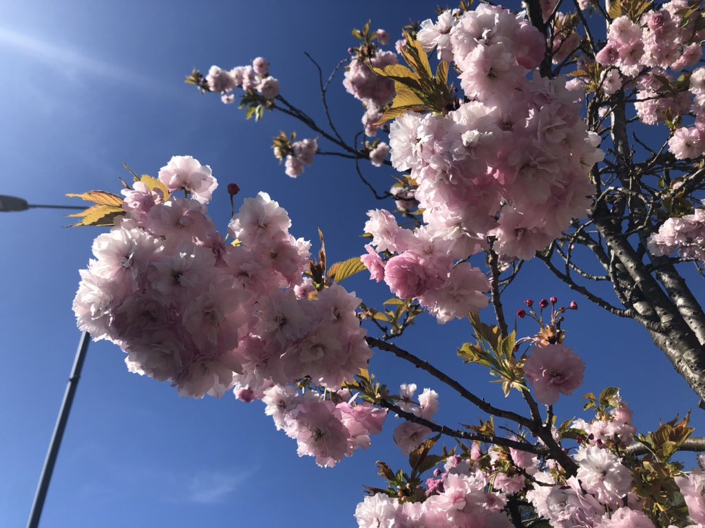 JbmJanet's tweet photo. It’s all blue sky and blossom today with the ornamental cherry blossoms now in full bloom. #StayHomeSaveLives #MentalhealthduringCovid19 https://t.co/UneYUmBTpQ