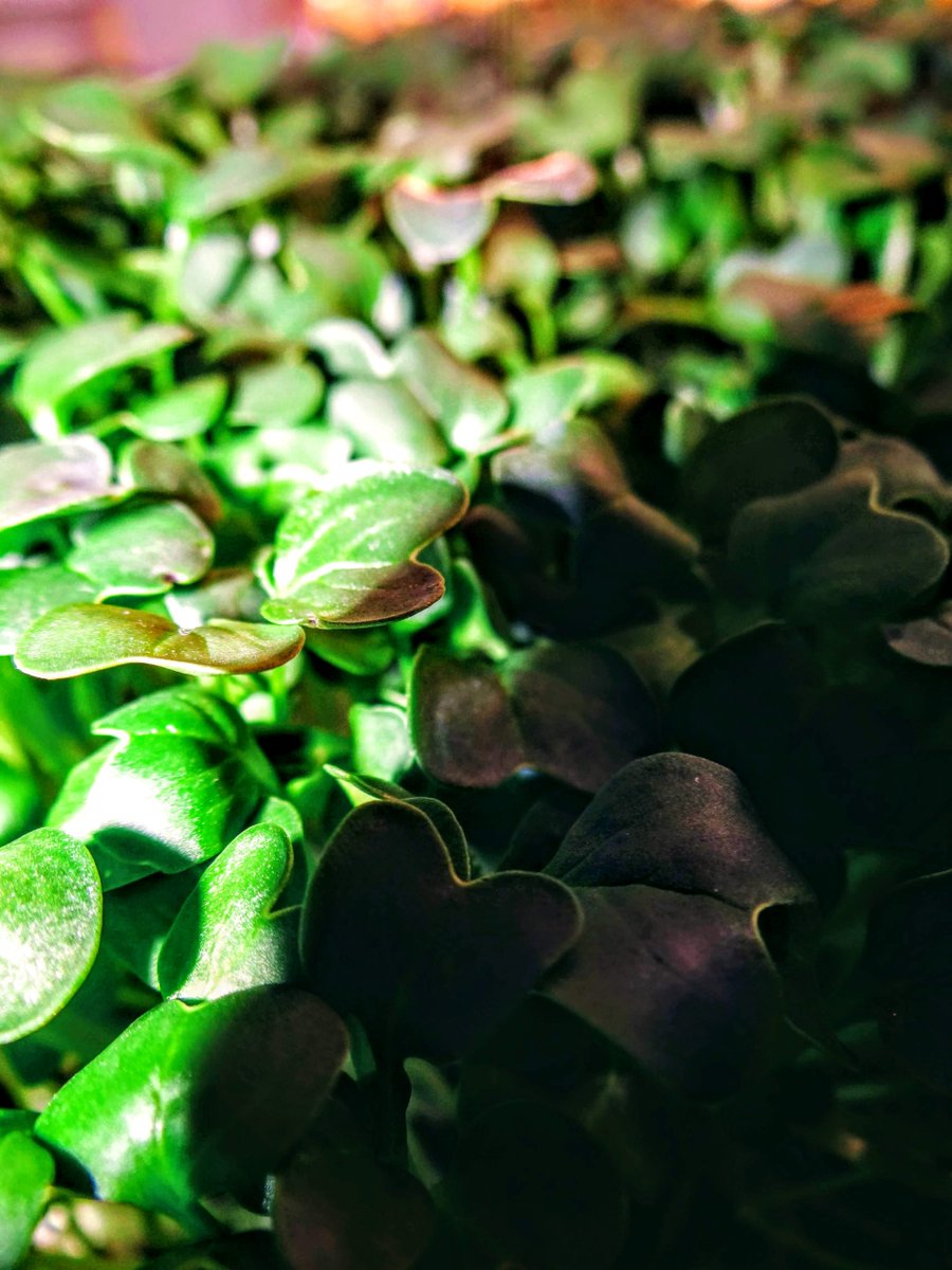 mainmicrogreens's tweet photo. The sun rises. The sun sets.  One day blends into the other but growth does not stop.  stretching up towards the light, resting at night. As our cycle continues so does theirs.  Mighty mighty microgreens, each a favorite for it's own unique reason.  #basil https://t.co/fv4owEo2VR https://t.co/GsFLiP3cyD