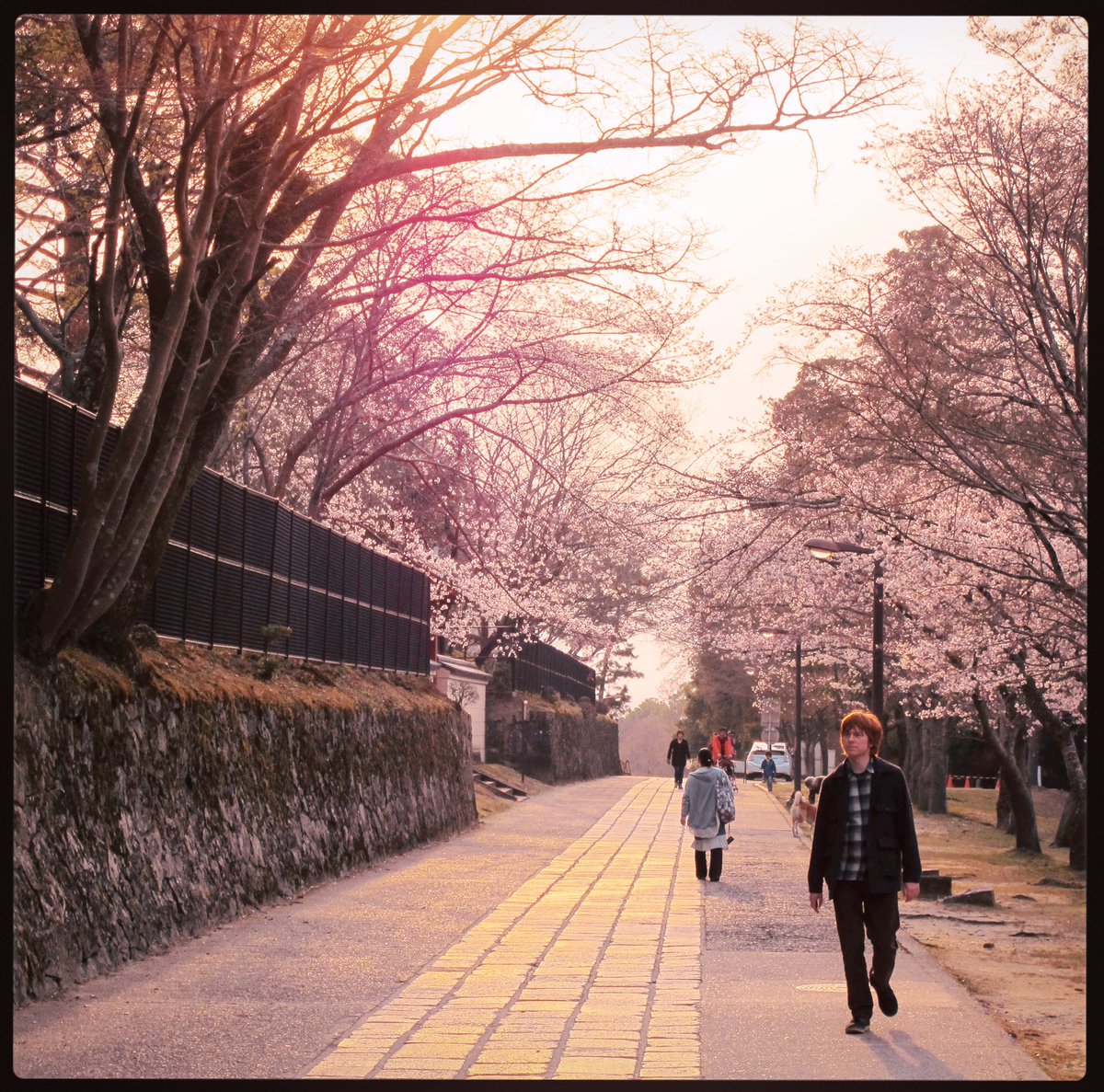 I’ll be on <a href="/LisaGwilym/">Lisa Gwilym</a>’s show tonight at 7pm on <a href="/BBCRadioCymru/">Radio Cymru</a> with an isolation session which consists of THREE BRAND NEW SONGS, and chatting about Cherry Blossom Promenade, my new single for <a href="/TarianCymru/">Tarian Cymru</a> (link👉 bit.ly/2yaWldu) 📸 - Maki 🌸🌸🌸 Tune in!