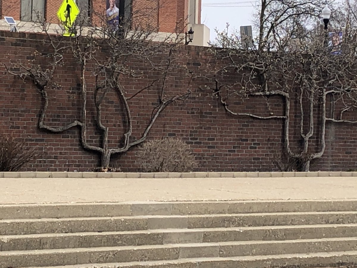 phillipjamal72's tweet photo. These trees manage to grow despite having an obstacle in front of them... https://t.co/sdbQb8I1dR