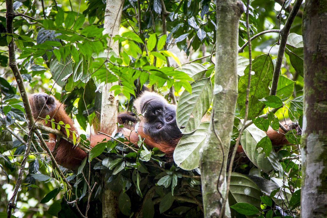 Millions of years ago, the common ancestor of great apes invented tree sleeping platforms (aka: the minimum-viable-bed).