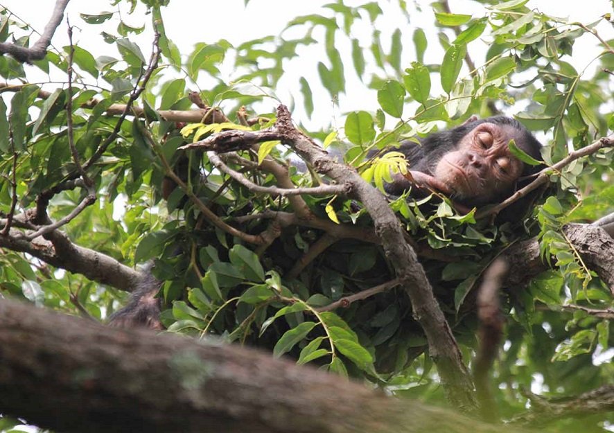 Millions of years ago, the common ancestor of great apes invented tree sleeping platforms (aka: the minimum-viable-bed).