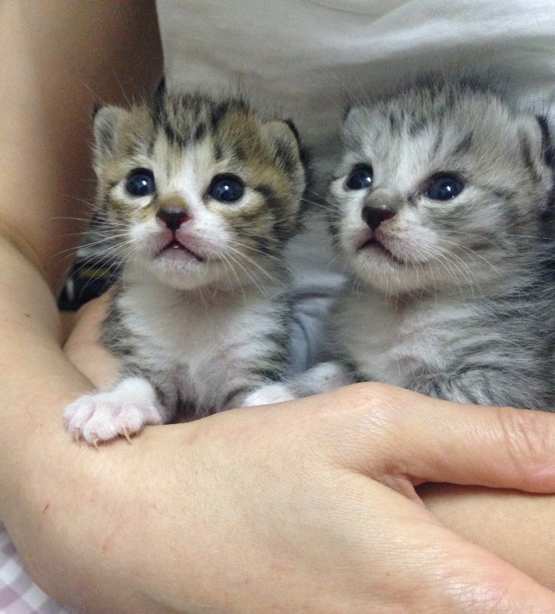 ウチの猫 こんなに成長しました これがこうやで タグまとめ Togetter ウチの猫 こんなに成長しました これがこうやで タグまとめ Togetter