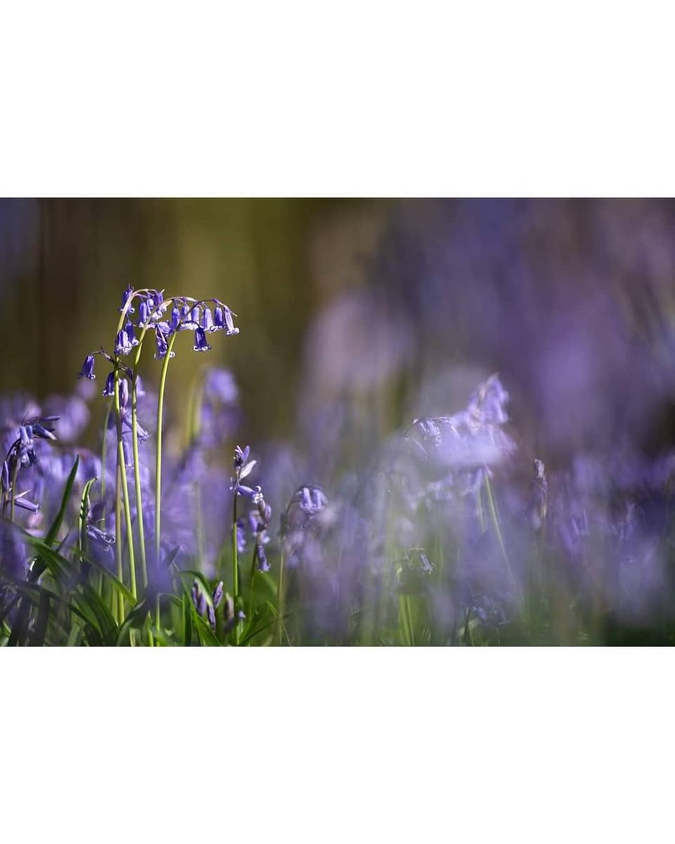 SnowdenPhoto's tweet photo. The bluebells are out!  I'm not sure I will be able to hold my bluebell shoot day on 2nd May. Thoughts? X 
#bluebells 
#photoshoot https://t.co/nBKYmgSrOR
