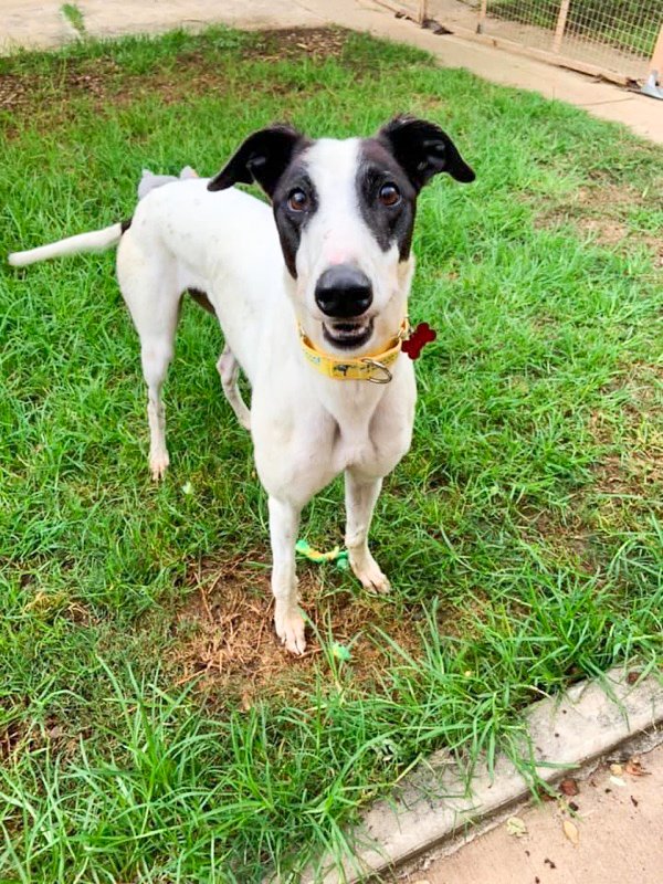 A little bit of happy in the form of a rescue dog. Meet Benjamin! #greyhoundrescue